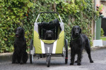 Lilly, Lexy en Darcy