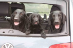 Darcy, Lexy (10 wkn) en Lilly