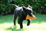 Lexy 11 weken apport