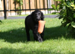Lexy 11 weken apport