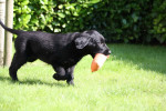 Lexy 11 weken apport