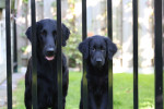 Lexy en Lilly