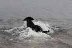 Darcy te water! 20-09-2011
