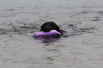 Darcy apporteert de nieuwe lila dummy