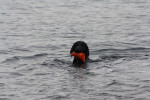 De puppydummy vindt Darcy ook wel leuk