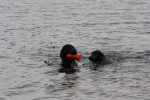 Darcy geeft zwemles aan dochter Lexy 20-09-2011