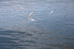 De meeuwen langs de boot