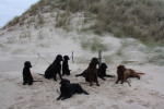 Groepsfoto, vlnr: Lexy Darcy, Noor, Tess, Utah, Faya en Iggy