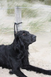 Faya, dochter van Darcy x Joker