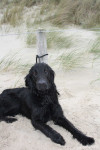 Faya, dochter van Darcy x Joker