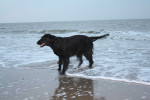 Darcy geniet op het strand