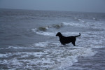 Darcy in de golven