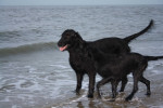 Darcy en Lexy