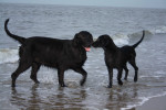 Darcy en Lexy