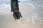 Spelen op het strand