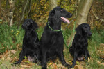 Noor, Darcy, Lexy