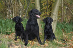 Drie op een rij, Noor, Darcy, Lexy
