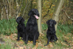 Familie kiekje