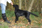 Noor in stand