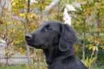 Finney eind oktober 2013