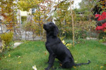 Finney eind oktober  2013