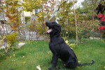 Finney eind oktober 2013