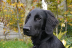Finney eind oktober 2013