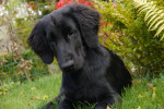 Finney eind oktober 2013