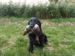 Ook Darcy apporteert wild zonder problemen!