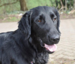 Joris